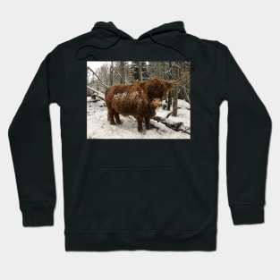 Scottish Highland Cattle Cow 2187 Hoodie